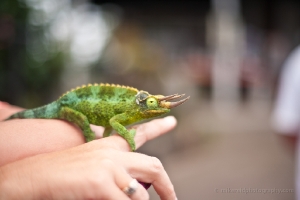 Hawaii Chameleon