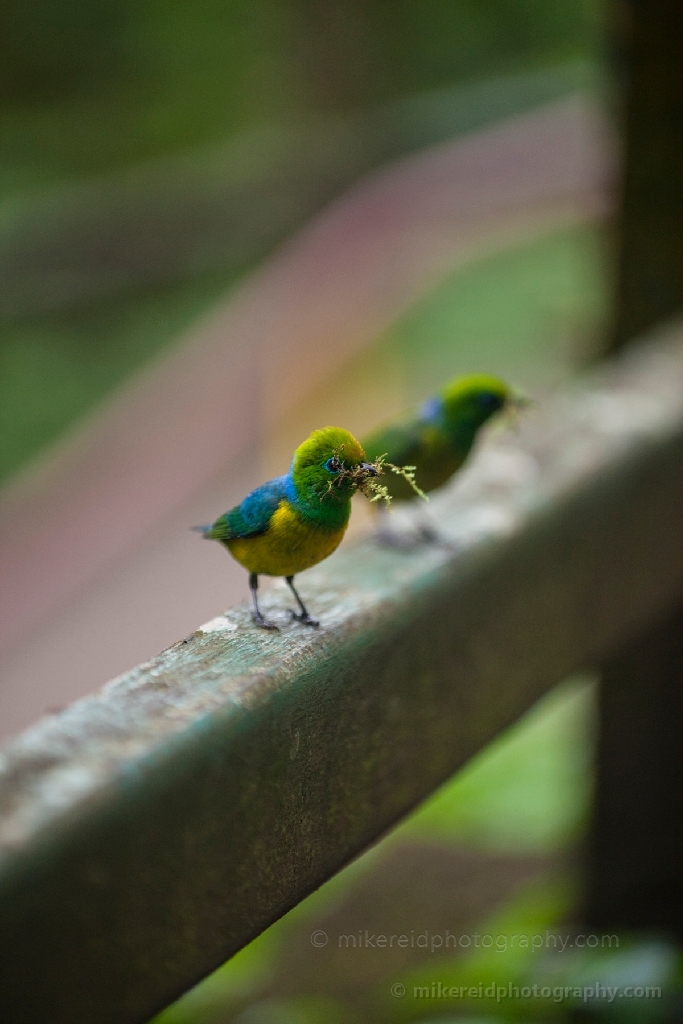 Multicolored Hummingbirds Brazil