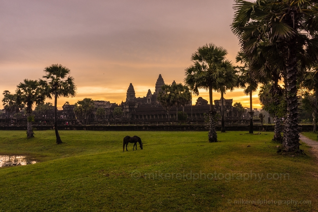 Angkor Wat Horse Field