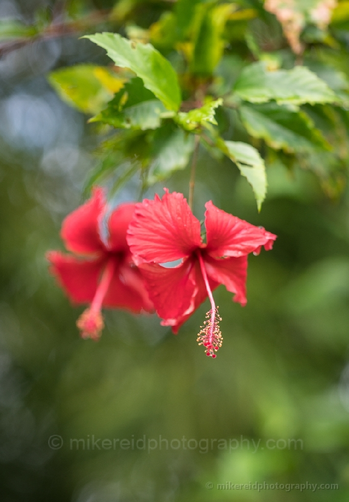 Flowers of Cambodia Red Hibiscus