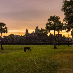 Angkor Wat Horse Field To order a print please email me at  Mike Reid Photography