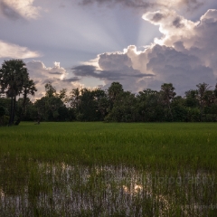 Cambodia Rice Fields Cloudscape To order a print please email me at  Mike Reid Photography