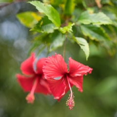 Flowers of Cambodia Red Hibiscus To order a print please email me at  Mike Reid Photography