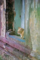 Phnom Penh Contemplative Cat