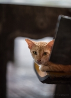 Phnom Penh Temple Cat