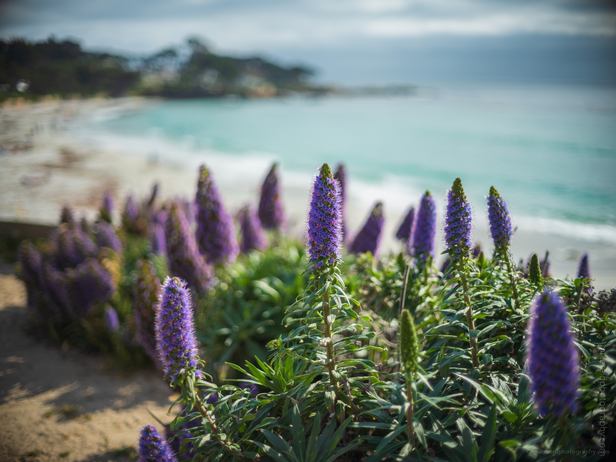California Coast Photography Carmel Beach Echium Flowers