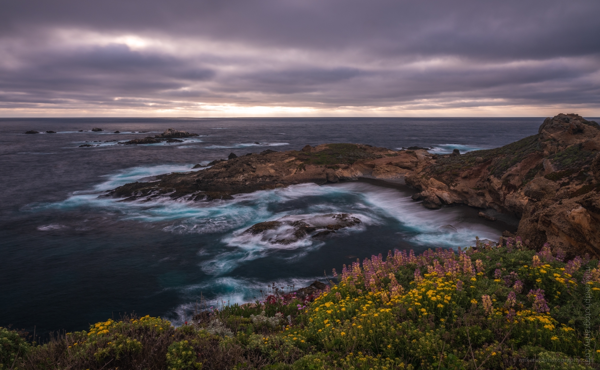 California Coast Photography Point Lobos Flowers Sea Lion Point