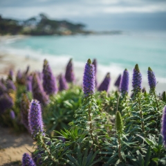 California Coast Photography Carmel Beach Echium Flowers.jpg