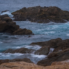 California Coast Photography Waves and a Gull.jpg