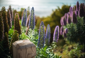 California Coast Photography Carmel Beach Purple Echium Flowers