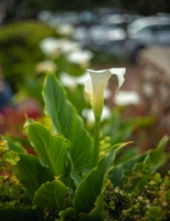 California Coast Photography Carmel Calla Bokeh