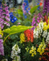 California Coast Photography Carmel Flower Montage