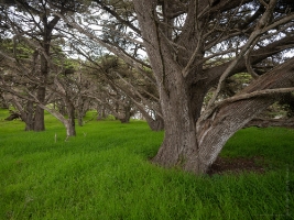 California Coast Photography Point Lobos Cypress Grove