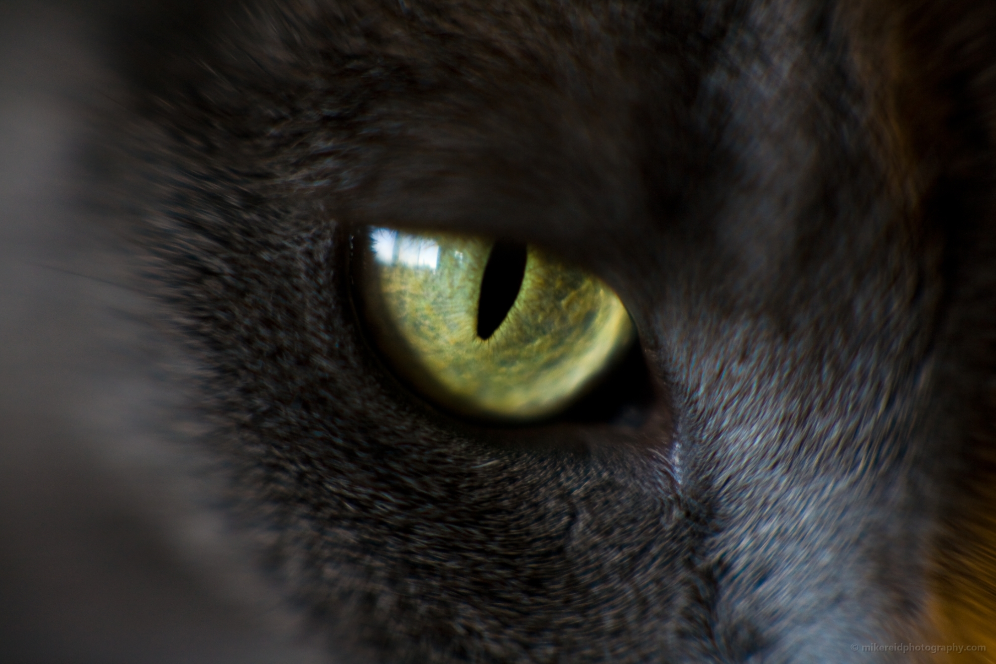 Cats Eyes