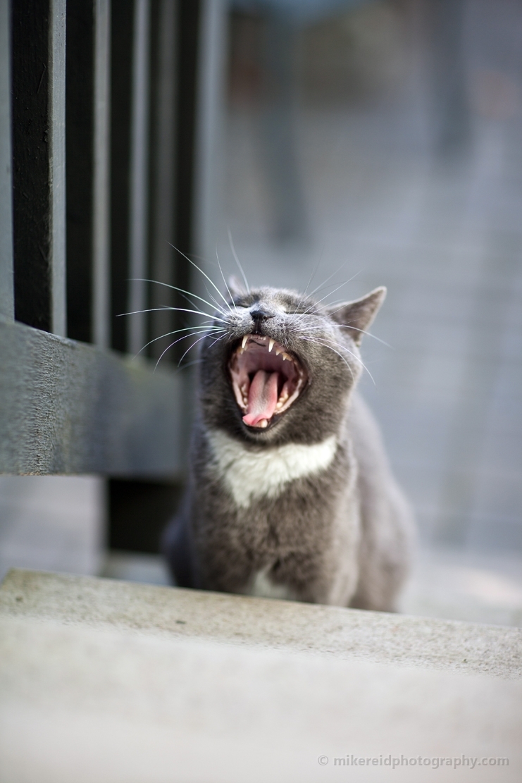 Kitty Yawning