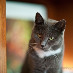 Are You Busy To order a print please email me at  Mike Reid Photography : cat, kitty, kitty girl, pet, animal, stray, pet portrait, pet portraiture