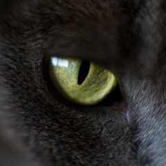 Cats Eyes To order a print please email me at  Mike Reid Photography : cat, kitty, kitty girl, pet, animal, stray, pet portrait, pet portraiture