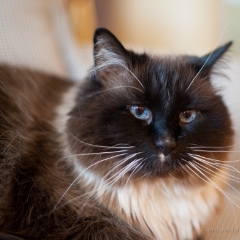 Mister Simon the Ragdoll Cat To order a print please email me at  Mike Reid Photography : cat, kitty, kitty girl, pet, animal, stray, pet portrait, pet portraiture, ragdoll, floppy
