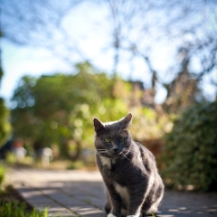 On the Path To order a print please email me at  Mike Reid Photography : cat, kitty, kitty girl, pet, animal, stray, pet portrait, pet portraiture