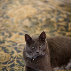 On the Rug To order a print please email me at  Mike Reid Photography : cat, kitty, kitty girl, pet, animal, stray, pet portrait, pet portraiture