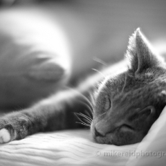 Peaceful Rest To order a print please email me at  Mike Reid Photography : cat, kitty, kitty girl, pet, animal, stray, pet portrait, pet portraiture