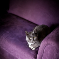 Purple Couch 2 To order a print please email me at  Mike Reid Photography : cat, kitty, kitty girl, pet, animal, stray, pet portrait, pet portraiture