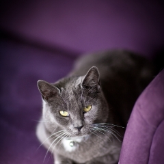 Purple Couch To order a print please email me at  Mike Reid Photography : cat, kitty, kitty girl, pet, animal, stray, pet portrait, pet portraiture