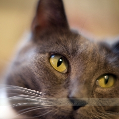 Rokkor 58mm f1.2 Gazing Away To order a print please email me at  Mike Reid Photography : cat, kitty, kitty girl, pet, animal, stray, pet portrait, pet portraiture, 1.2
