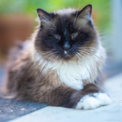 Simon the Cat on the Porch To order a print please email me at  Mike Reid Photography : cat, kitty, kitty girl, pet, animal, stray, pet portrait, pet portraiture, ragdoll, floppy