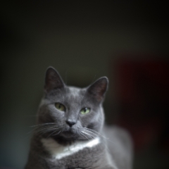 Stately Cat To order a print please email me at  Mike Reid Photography : cat, kitty, kitty girl, pet, animal, stray, pet portrait, pet portraiture