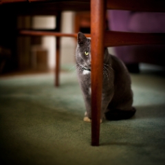The Glance To order a print please email me at  Mike Reid Photography : cat, kitty, kitty girl, pet, animal, stray, pet portrait, pet portraiture
