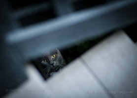 Below the Stairs