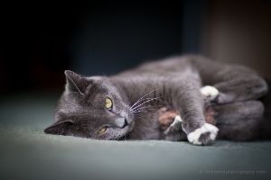 Got the Catnip Mouse Kitty Girl loves to play with her mousies