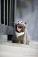 Kitty Yawning