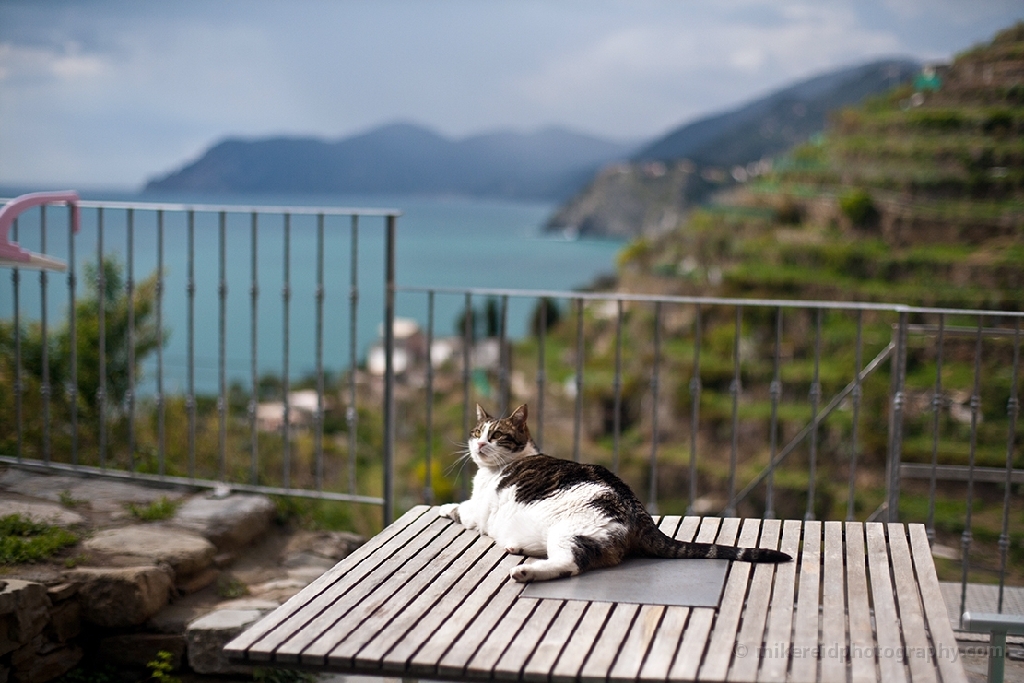 Cat on the Deck Italy