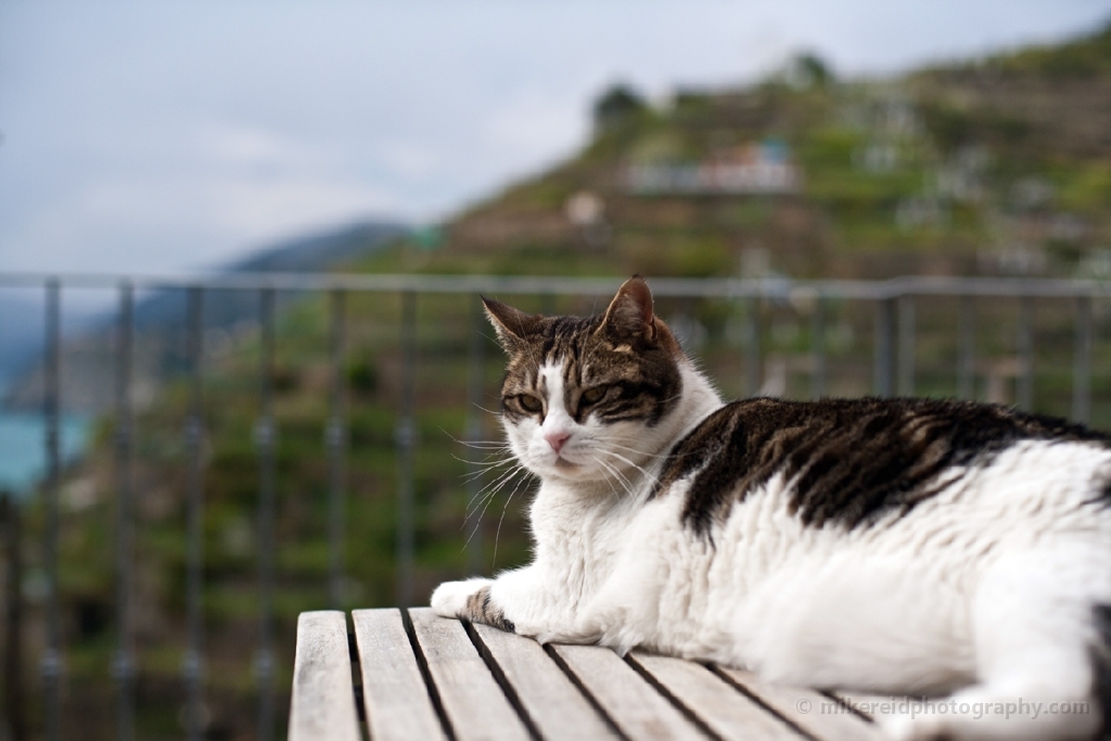 New Cat Friend Cinque Terre