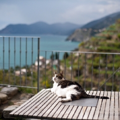 Cat on the Deck Italy To order a print please email me at  Mike Reid Photography : Riomaggiore, manarola, corniglia, cinque terre, italy, italian coast, vernazza, rick steves