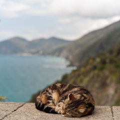 Corniglia Cat.jpg