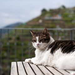 New Cat Friend Cinque Terre To order a print please email me at  Mike Reid Photography : Riomaggiore, manarola, corniglia, cinque terre, italy, italian coast, vernazza, rick steves