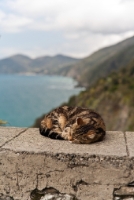 Corniglia Cat