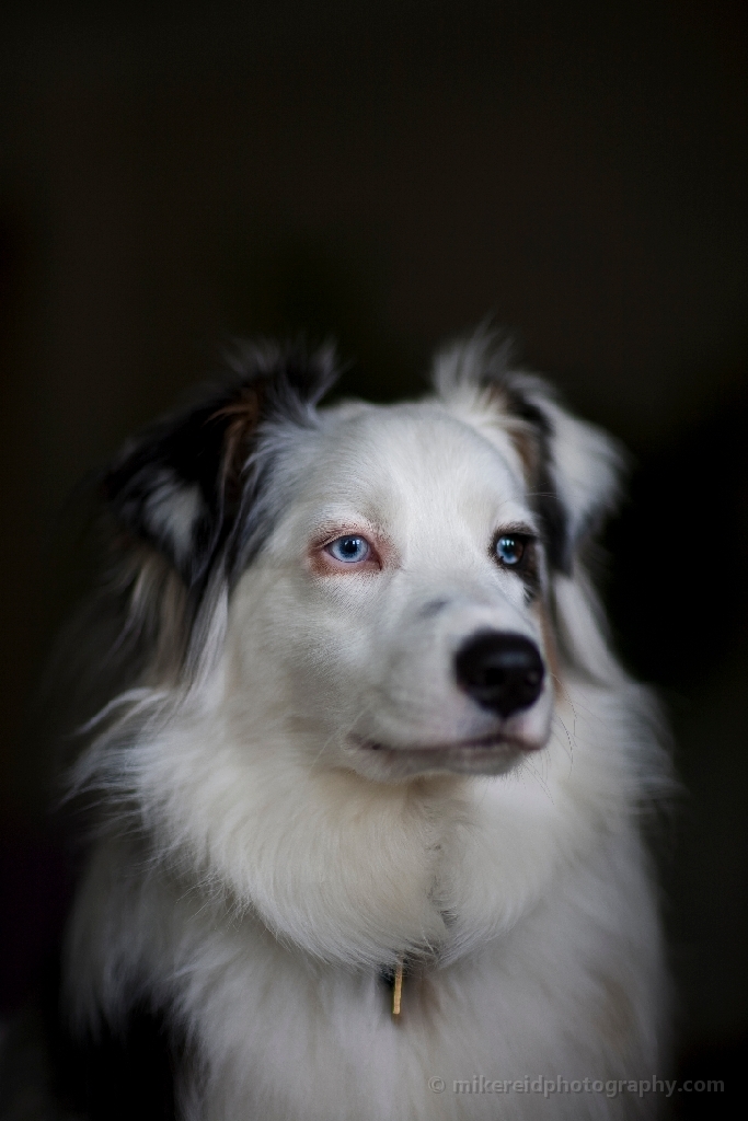 Contemplative Australian Sheepdog Brando 