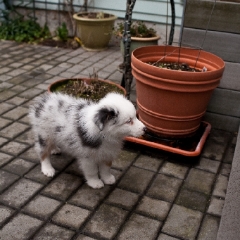 Brando Puppy.jpg