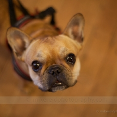 Chester French Bulldog To order a print please email me at  Mike Reid Photography : dog, puppy, animal, pet, dog portrait, jack russell, australian shepherd, french bulldog, puppydog, portrait