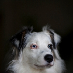 Contemplative Australian Sheepdog Brando To order a print please email me at  Mike Reid Photography