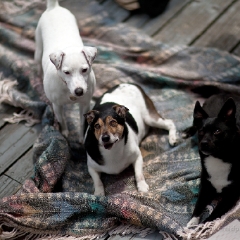 Three Amigos To order a print please email me at  Mike Reid Photography : dog, puppy, animal, pet, dog portrait, jack russell, australian shepherd, french bulldog, puppydog, portrait