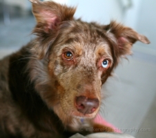 Bacall Australian Shepherd