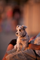 Beach Sunset Terrier Alki