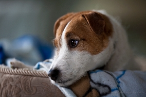 Bogey Jack Russell Terrier