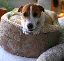 Bogey in his bed