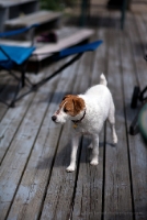 Bogey on the Dock Jack Russel Terrier